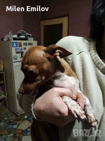 Пинчерка , снимка 2 - Пинчер - 53383208