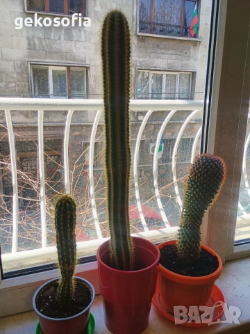 Продавам кактуси 3 броя, снимка 7 - Стайни растения - 53844933