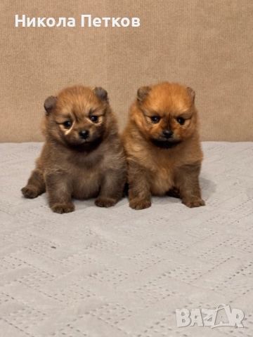 Померан мини