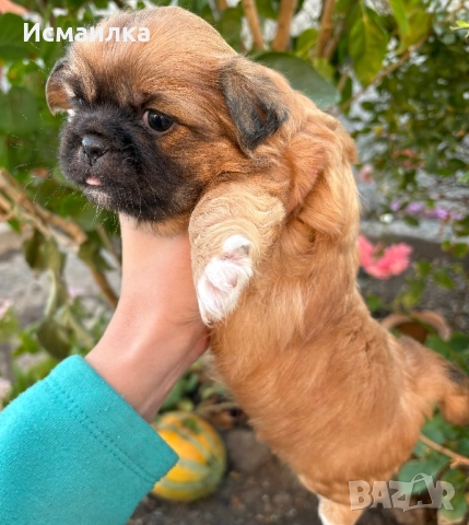 Продавам чистокръвни пекинези  с поставена и втора  и паспорт , снимка 1