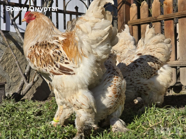 Продавам разплодни яйца от Бяло златна Брама [White gold Brahma], снимка 7 - Кокошки и пуйки - 53811702