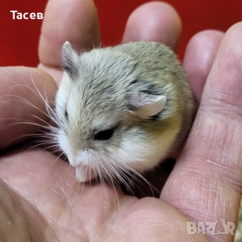 Мини хамстер