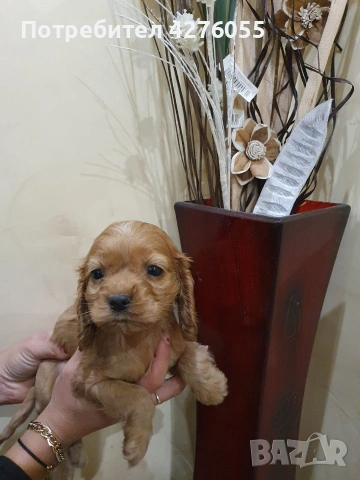 чистокръвни Кокер Шпаньоли, снимка 3 - Кокер шпаньол - 53301156