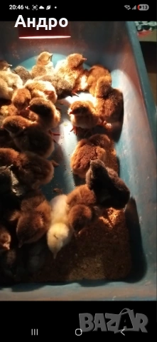 Продавам катунски кокошки, яйца и пилета на различна възраст, снимка 2 - Кокошки и пуйки - 53712029