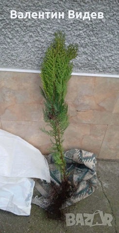 🌴 Палми Вашингтония, Маслини, Мандарини и Туя за продажба 🌿 💰 Отлични цени и налични количества П, снимка 6 - Други - 53854478