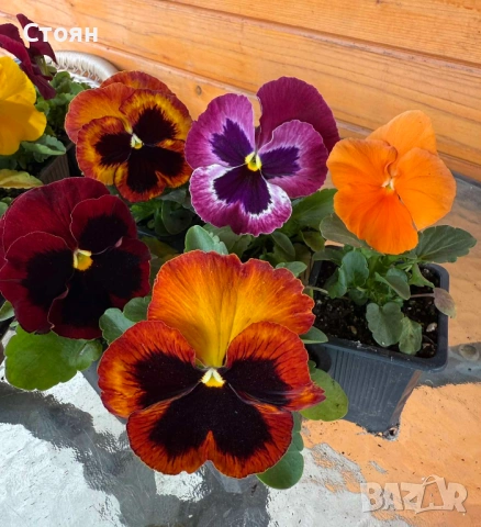 Зимоустойчиви теменужки, снимка 4 - Градински цветя и растения - 53010078