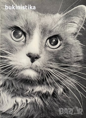 "Koty przed obiektywem"- Котки пред обектива на полски, снимка 3 - Специализирана литература - 41653026