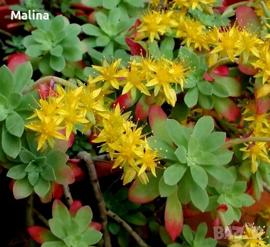 Седум Палмери