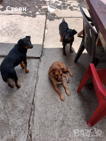 Ягдтериери, снимка 11 - Ягдтериер - 53523678