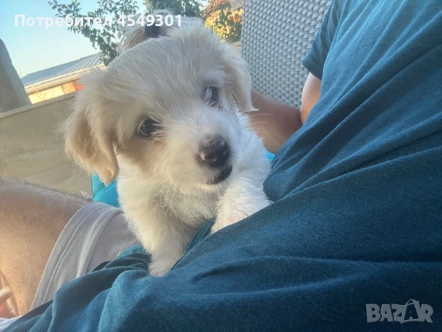 Кученце Морки, снимка 1