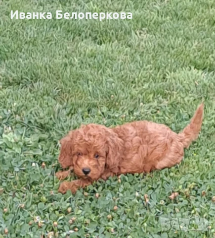 Той пудел , снимка 1