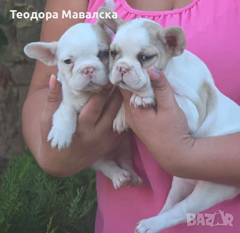 сладки френски булдочета, снимка 5 - Френски булдог - 56133295