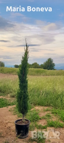 Кипарис Средиземноморски Тотем 100-110 см , снимка 4 - Градински цветя и растения - 53841380