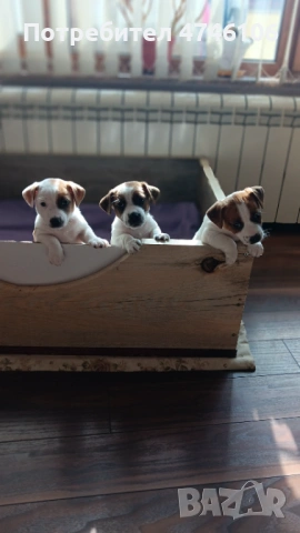 Джак ръсел мини (късокрак)