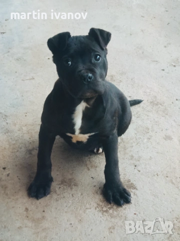 Мъжко питбулче, снимка 4 - Питбул - 53513097