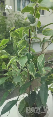 Продавам бенджамини, пъстри листа, 4 бр налични, снимка 8 - Стайни растения - 49961789