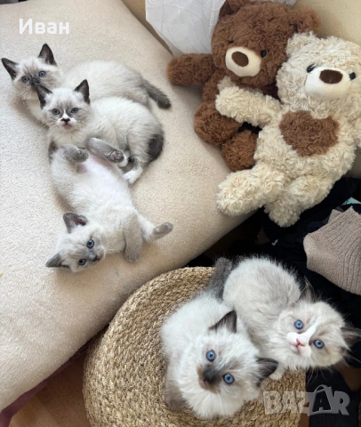 породисти котенца, снимка 5 - Чинчили - 53830830