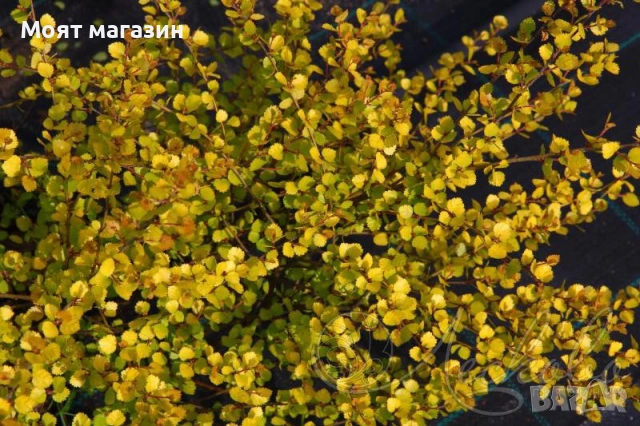 Жълта бреза джудже, снимка 2 - Градински цветя и растения - 53650006