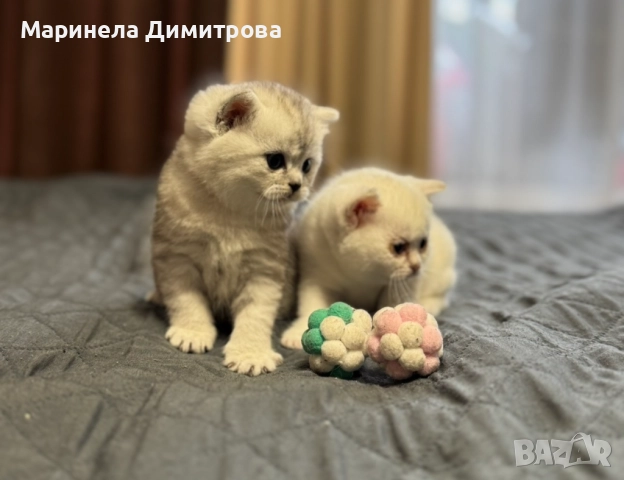 Малки сладки пухкави сребърни британчета.