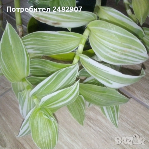 Традесканция , снимка 3 - Стайни растения - 52350279