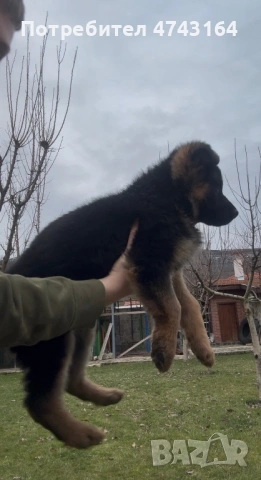 Чистокръвни Немски Овчарки, снимка 4 - Немска овчарка - 53542207