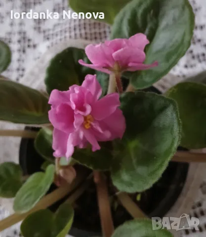 Сентополия , снимка 2 - Стайни растения - 37774721