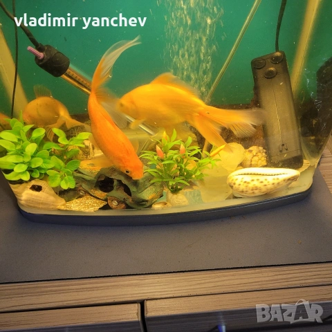 аквариум с 4 броя големи риби , снимка 6 - Рибки - 53253393