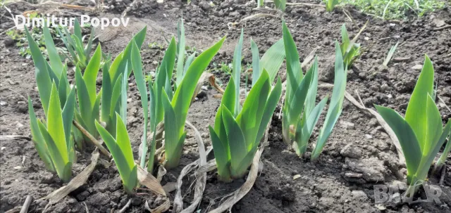 Перуника, Ирис , снимка 6 - Сортови семена и луковици - 40121789