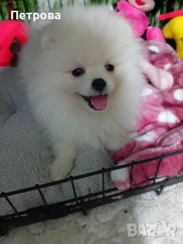 Померан момиченце 