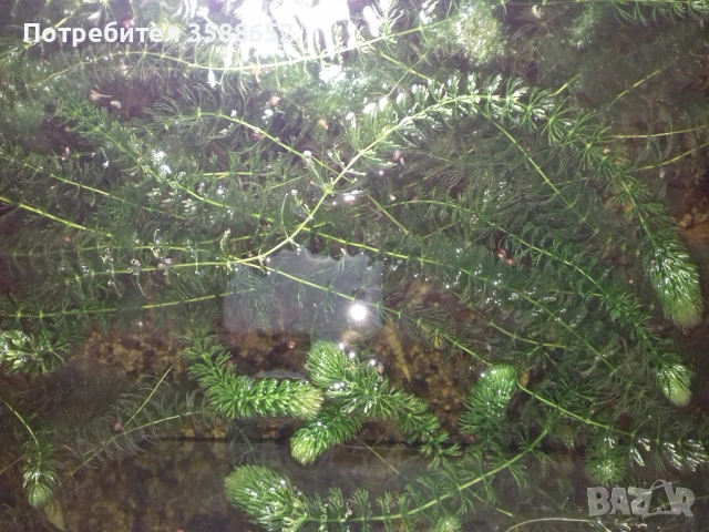 Роголистник 