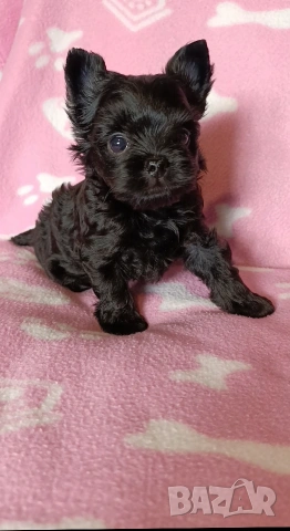 Мини Йоркширски териер момче, снимка 2 - Йоркширски териер - 53621869