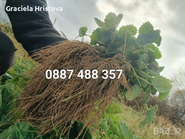 Продавам разсад ягоди , снимка 3 - Разсади - 53599322