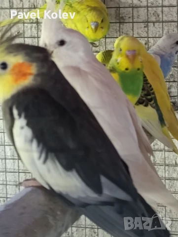 Различни видове птици на добри цени , снимка 18 - За птици - 51362622