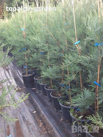 Лейланди кипарис, снимка 3 - Градински цветя и растения - 37986841