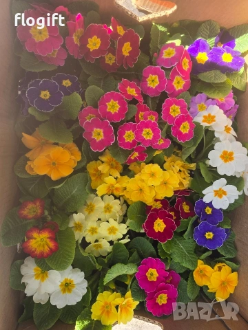 Иглика , снимка 6 - Градински цветя и растения - 53827015