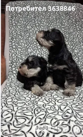 Мини шнауцер