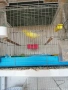 продавам канари , снимка 4