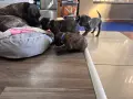 Кане Корсо - Cane Corso кученца, снимка 10
