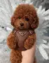 Poodle toy/Пудел Той, снимка 1