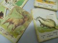 № 5978 стари детски карти / картинки   - картонени карти с картини на животни   - 19 броя   - размер, снимка 3
