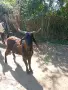 Продавам пръч на една година англо либийски., снимка 1