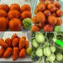 Семена от стари селски сортове домати,краставици и други, снимка 7