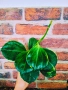 Хоя Pachyclada albomarginata ВЪЗРАСТНО РАСТЕНИЕ, снимка 2