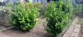 Лавровишна Prunus lauroceraus, снимка 1
