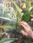 Продавам Жардина (Конгоански папагал), снимка 6