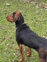 свинар,балканско гонче , снимка 3