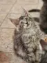 котенца Мейн Куун, снимка 1