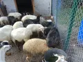  Каракачански овце, снимка 2