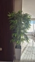 Изкуствено растение бамбук, снимка 2
