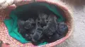 Продавам Кане Корсо, снимка 1